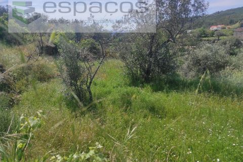 Helårsgrund i Castelo Branco, Castelo Branco, Castelo Branco - € 20.000 | Ref: 3825/MR - foto 11