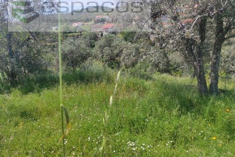 Helårsgrund i Castelo Branco, Castelo Branco, Castelo Branco - € 20.000 | Ref: 3825/MR - foto 12