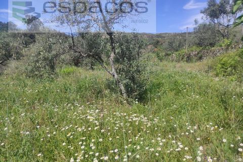 Helårsgrund i Castelo Branco, Castelo Branco, Castelo Branco - € 20.000 | Ref: 3825/MR - foto 13
