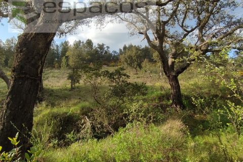 Helårsgrund i Castelo Branco, Castelo Branco, Castelo Branco - € 9.600 | Ref: 3810/EG - foto 1