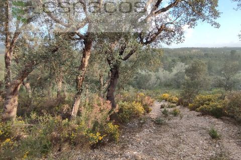 Helårsgrund i Castelo Branco, Castelo Branco, Castelo Branco - € 9.600 | Ref: 3810/EG - foto 4