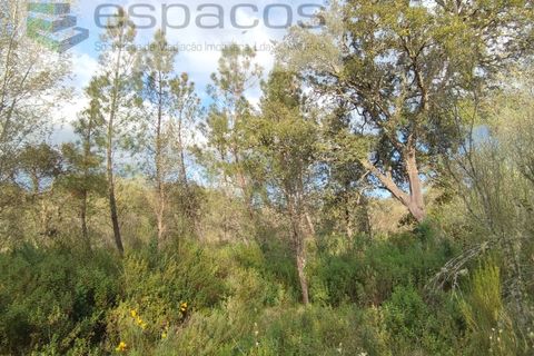 Helårsgrund i Castelo Branco, Castelo Branco, Castelo Branco - € 9.600 | Ref: 3810/EG - foto 6