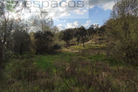 Helårsgrund i Castelo Branco, Castelo Branco, Castelo Branco - € 9.600 | Ref: 3810/EG - foto 9