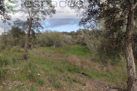 Helårsgrund i Castelo Branco, Castelo Branco, Castelo Branco - € 9.600 | Ref: 3810/EG - foto 10