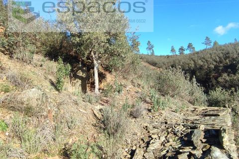 Helårsgrund i Castelo Branco, Castelo Branco, Castelo Branco - € 7.000 | Ref: 3783/EG - foto 4
