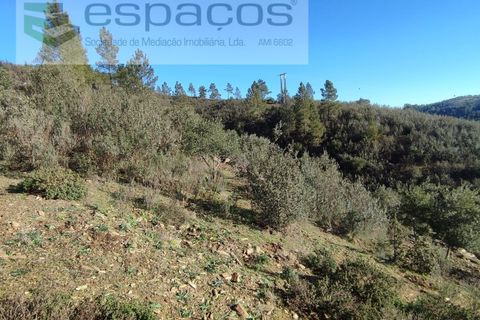 Helårsgrund i Castelo Branco, Castelo Branco, Castelo Branco - € 7.000 | Ref: 3783/EG - foto 5