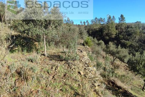 Helårsgrund i Castelo Branco, Castelo Branco, Castelo Branco - € 7.000 | Ref: 3783/EG - foto 7