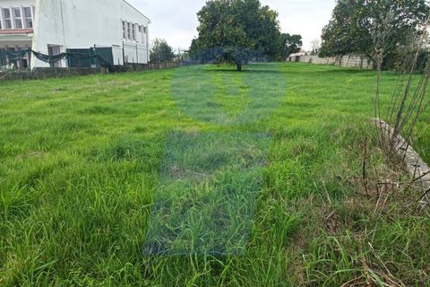 Helårsgrund i Anadia, Aveiro, Anadia - € 41.000 | Ref: TER_1114 - foto 5