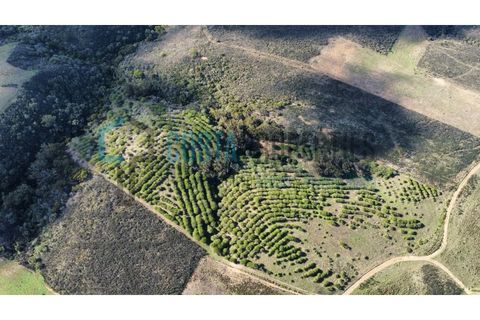 Helårsgrund i Sagres, Faro, Sagres - € 79.000 | Ref: CP-T2445 - foto 1