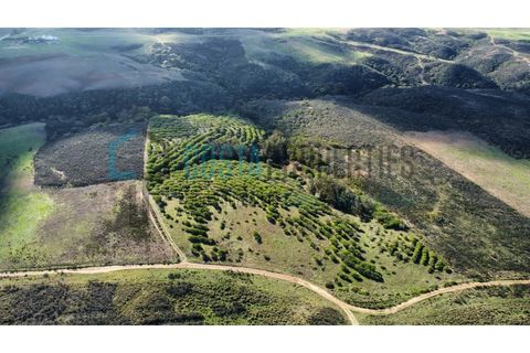 Helårsgrund i Sagres, Faro, Sagres - € 79.000 | Ref: CP-T2445 - foto 7