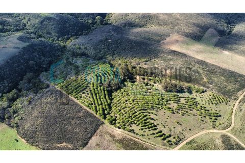 Helårsgrund i Sagres, Faro, Sagres - € 79.000 | Ref: CP-T2445 - foto 8