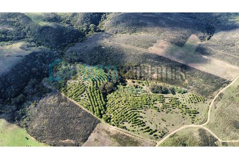 Helårsgrund i Sagres, Faro, Sagres - € 79.000 | Ref: CP-T2445 - foto 9