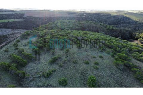 Helårsgrund i Sagres, Faro, Sagres - € 79.000 | Ref: CP-T2445 - foto 15