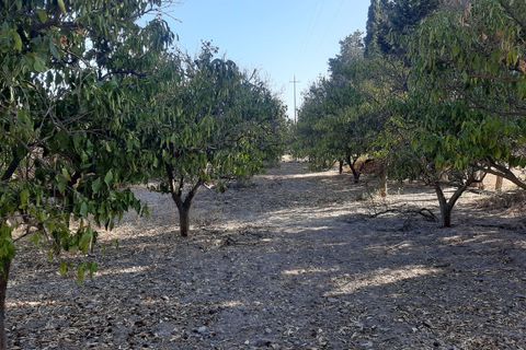 Erhvervsejendom i Monastir, Sud Sardegna, Monastir - € 60.000 | Ref: MON134 - foto 2