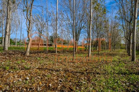 Landejendom i Pombal, Leiria, Pombal - € 290.000 | Ref: SAFTI:006112 - foto 35