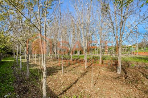Landejendom i Pombal, Leiria, Pombal - € 290.000 | Ref: SAFTI:006112 - foto 42