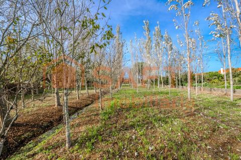 Landejendom i Pombal, Leiria, Pombal - € 290.000 | Ref: SAFTI:006112 - foto 47