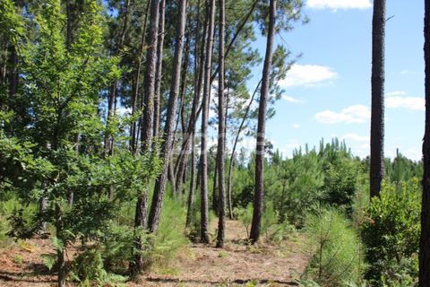 Helårsgrund i Mangualde, Viseu, Mangualde - € 26.000 | Ref: ZMPT569399 - foto 1