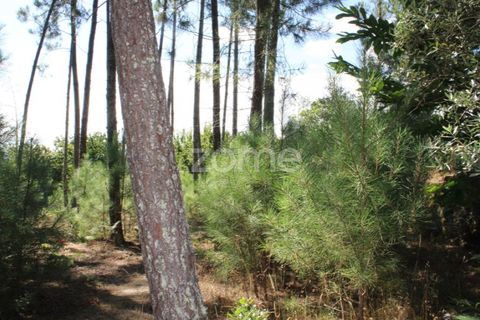Helårsgrund i Mangualde, Viseu, Mangualde - € 26.000 | Ref: ZMPT569399 - foto 2