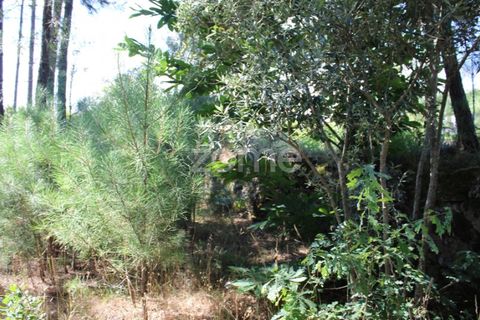Helårsgrund i Mangualde, Viseu, Mangualde - € 26.000 | Ref: ZMPT569399 - foto 3