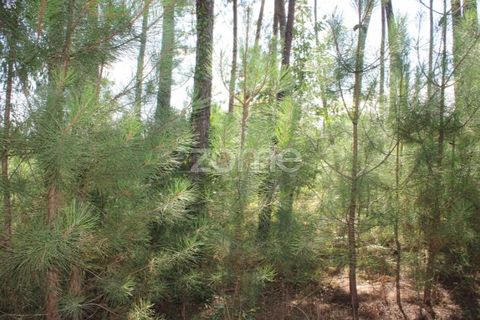 Helårsgrund i Mangualde, Viseu, Mangualde - € 26.000 | Ref: ZMPT569399 - foto 4