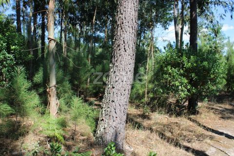 Helårsgrund i Mangualde, Viseu, Mangualde - € 26.000 | Ref: ZMPT569399 - foto 6