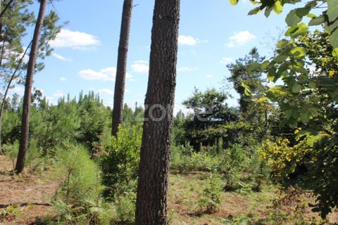 Helårsgrund i Mangualde, Viseu, Mangualde - € 26.000 | Ref: ZMPT569399 - foto 8