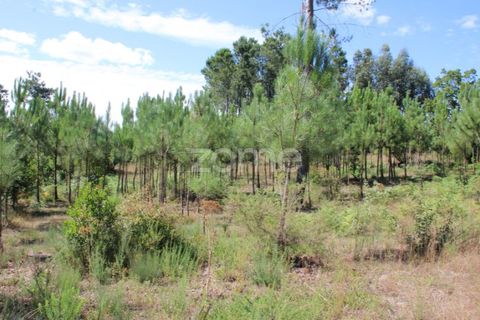 Helårsgrund i Mangualde, Viseu, Mangualde - € 26.000 | Ref: ZMPT569399 - foto 10