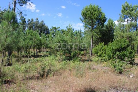 Helårsgrund i Mangualde, Viseu, Mangualde - € 26.000 | Ref: ZMPT569399 - foto 11