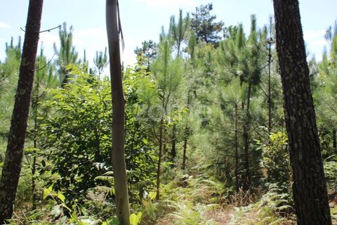 Helårsgrund i Mangualde, Viseu, Mangualde - € 26.000 | Ref: ZMPT569399 - foto 12