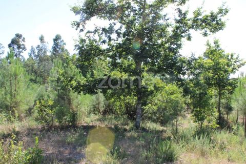 Helårsgrund i Mangualde, Viseu, Mangualde - € 26.000 | Ref: ZMPT569399 - foto 13