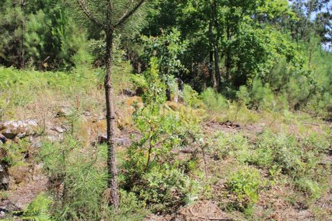 Helårsgrund i Mangualde, Viseu, Mangualde - € 26.000 | Ref: ZMPT569399 - foto 14