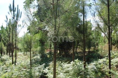 Helårsgrund i Mangualde, Viseu, Mangualde - € 26.000 | Ref: ZMPT569399 - foto 15