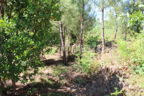 Helårsgrund i Mangualde, Viseu, Mangualde - € 26.000 | Ref: ZMPT569399 - foto 16