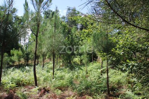 Helårsgrund i Mangualde, Viseu, Mangualde - € 26.000 | Ref: ZMPT569399 - foto 18