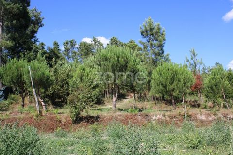 Helårsgrund i Mangualde, Viseu, Mangualde - € 26.000 | Ref: ZMPT569399 - foto 20