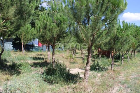 Helårsgrund i Mangualde, Viseu, Mangualde - € 26.000 | Ref: ZMPT569399 - foto 21