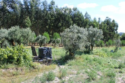 Helårsgrund i Mangualde, Viseu, Mangualde - € 26.000 | Ref: ZMPT569399 - foto 27