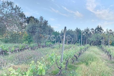 Helårsgrund i Penalva do Castelo, Viseu, Penalva do Castelo - € 25.000 | Ref: ZMPT567175 - foto 11