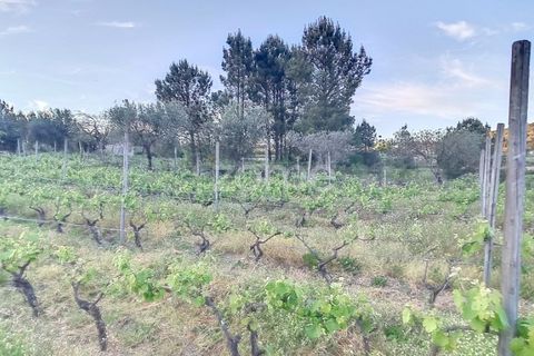 Helårsgrund i Penalva do Castelo, Viseu, Penalva do Castelo - € 25.000 | Ref: ZMPT567175 - foto 2