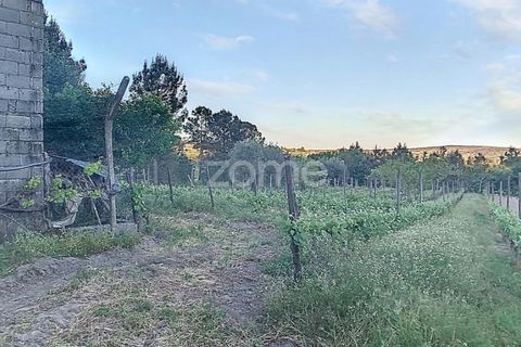 Helårsgrund i Penalva do Castelo, Viseu, Penalva do Castelo - € 25.000 | Ref: ZMPT567175 - foto 3