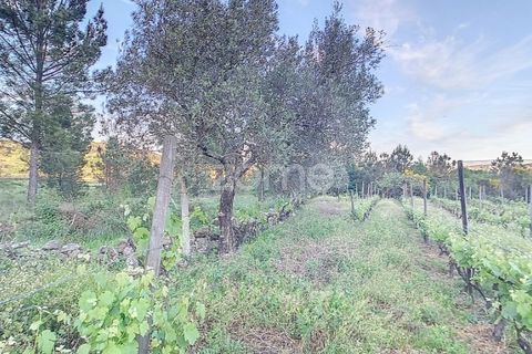 Helårsgrund i Penalva do Castelo, Viseu, Penalva do Castelo - € 25.000 | Ref: ZMPT567175 - foto 7