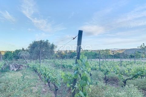 Helårsgrund i Penalva do Castelo, Viseu, Penalva do Castelo - € 25.000 | Ref: ZMPT567175 - foto 9