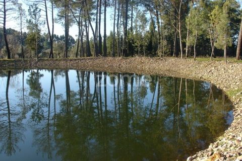 Helårsgrund i Anadia, Aveiro, Anadia - € 90.000 | Ref: ZMPT552913 - foto 14