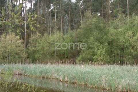 Helårsgrund i Anadia, Aveiro, Anadia - € 90.000 | Ref: ZMPT552913 - foto 15