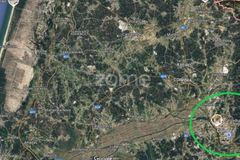 Terra a Luso, Aveiro, Luso - € 34.000 | Ref: ZMPT570656 - foto 12