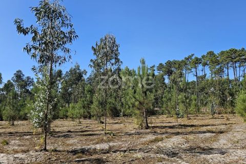 Helårsgrund i Cantanhede, Coimbra, Cantanhede - € 65.000 | Ref: ZMPT571740 - foto 17