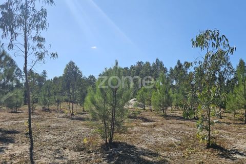 Helårsgrund i Cantanhede, Coimbra, Cantanhede - € 65.000 | Ref: ZMPT571740 - foto 18
