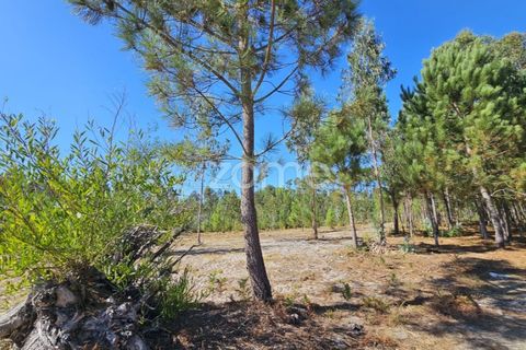 Helårsgrund i Cantanhede, Coimbra, Cantanhede - € 65.000 | Ref: ZMPT571740 - foto 19