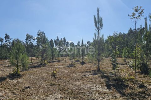 Helårsgrund i Cantanhede, Coimbra, Cantanhede - € 65.000 | Ref: ZMPT571740 - foto 15